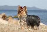 YORKSHIRE TERRIER 313